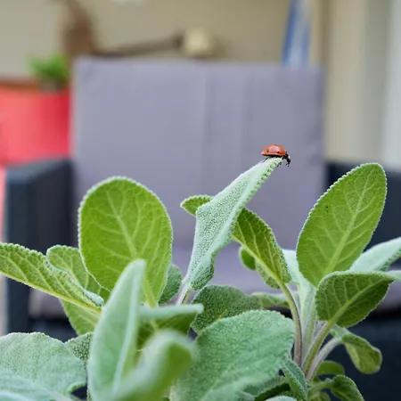 Maracu, Exclusive With Terrace *