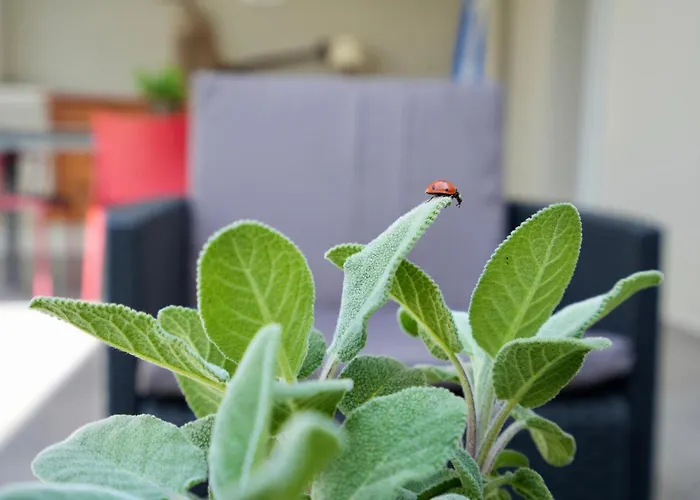 Maracu, Exclusive With Terrace *