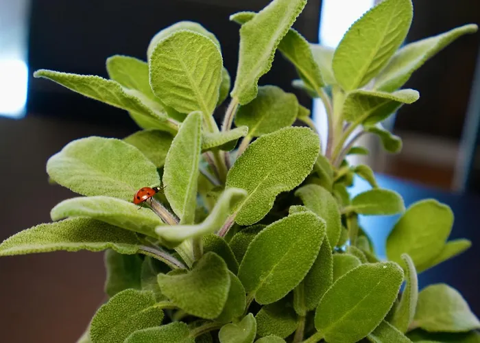 Apartment Maracu, Exclusive With Terrace *